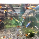 グッピーさんのご紹介