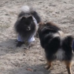 黒ぽめ！あんことおはぎとだんごちゃん