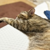 ねこ写真と告知日記