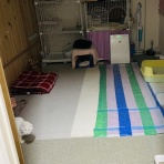 annex ニャンコのずっとのお家探し。