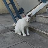 『バンコクで出会ったねこちゃんたち』の画像