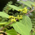 8月19日のお稽古ー和敬点、月点前