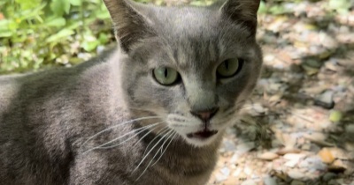 地域猫ちゃんとお散歩