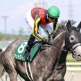 マッドクール引退 優駿スタリオンで種牡馬入り