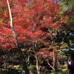 waka ⭐ のの＆のあ そしてぎずも