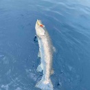 支笏湖　ブラウントラウト　