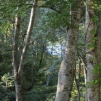 松之山温泉山の森のホテル　ふくずみ