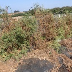 果樹と野菜の栽培時々釣り、横須賀(新)