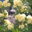 『散歩道の春　４　木香薔薇』の画像