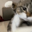 【画像】ネコが殴り掛かってきた時の写真ｗ！！