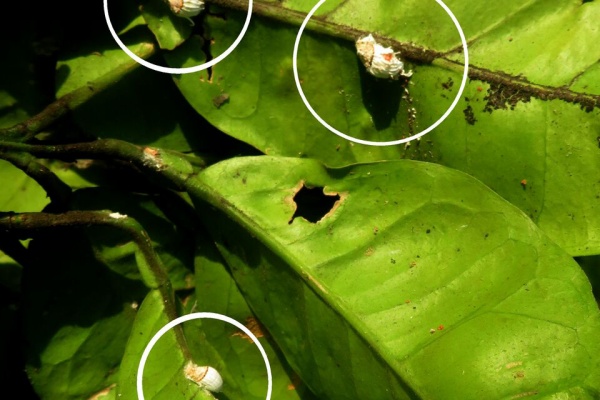 山川草木・動物 歳時記 Ⅱ - 2024年06月