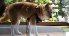 貫太の足腰が急速に弱ってきた件（動画）