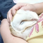 メンフクロウのキナコ