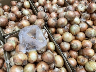 いろんな種類の野菜を詰め放題！『JA新潟かがやき 越王の里』で『野菜アラカルト詰め放題』開催！4月25日、26日。