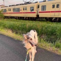 ツバメの巣が、、、(T_T)