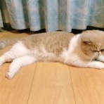 ”猫おでん”あり〼。