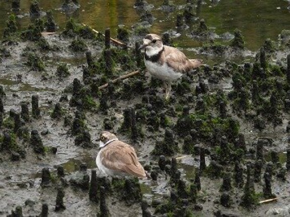 2026年7月16日の野鳥公園