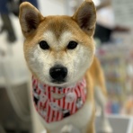 滋賀県　甲賀市　ワンラブ　カインズ甲賀店　ブログ