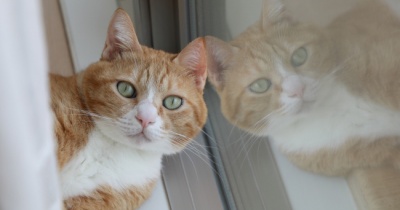 日光に反応する猫。