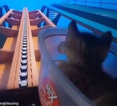 「子猫にジェットコースター動画を見せて疑似体験させるとどうなる？」→興奮する