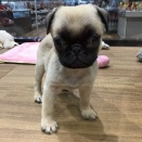 本日の主役！