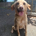 犬の合宿所 in 高槻　 ≪バックアップ≫