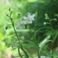 ウチョウラン　初花　緑花交配　その2