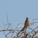 2026年2月23日の野鳥公園