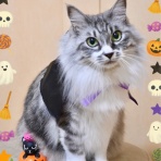 猫とふたり暮らし～evaとaiaiの日常～