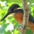 野鳥カワセミを撮る🦜📸（多々良沼公園）