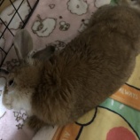 『梅雨の娘』の画像