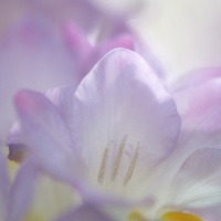 春の香り