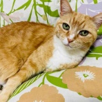 おてんば茶々姫