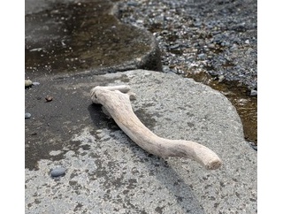 売れそうな流木あった（※画像あり）