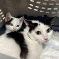 猫のことはどうにかなる　20251013
