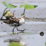 ヒロちゃんの花と鳥日記