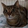 レン君の近況報告🐱
