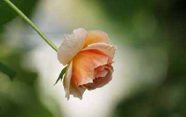 『バラの葉を食べつくすチュウレンジバチの捕まえ方』の画像