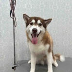 ペットショップワンラブ 名古屋守山インター総本店 スタッフブログ