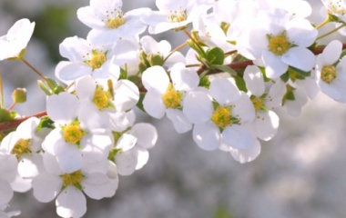 『近所の花たち　４　雪柳』の画像