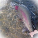 逃がした魚はやはり大きかった