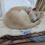 犬の合宿所 in 高槻　 ≪バックアップ≫