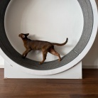 早起きして、元気に歩くりすたん