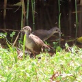 ヒクイナの幼鳥が２羽なったⅡ🐦‍⬛🐦‍⬛📸（多々良沼公園）