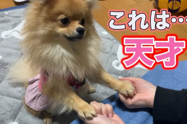 可愛い動物 癒やしチャンネル タレ目