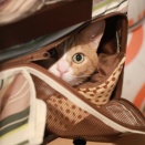 すぐ片付けて欲しい猫。