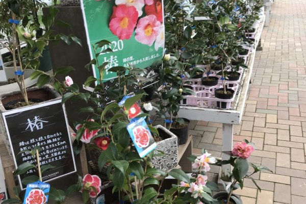 平田ナーセリー福岡西区小戸店villaggio