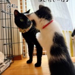 猫とお酒と日々のこと