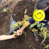 『我が家の週末農業体験！すいか狩りとじゃがいも掘りに挑戦！』の画像