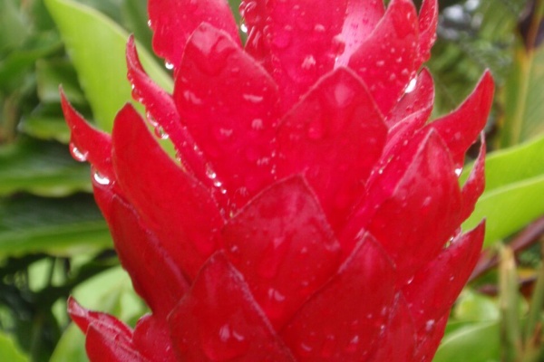 フラダンス教室 名古屋 長久手 豊橋 初代アロハクイーンから学んだ本場のフラダンスを教えます